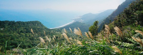 草嶺古道芒花季