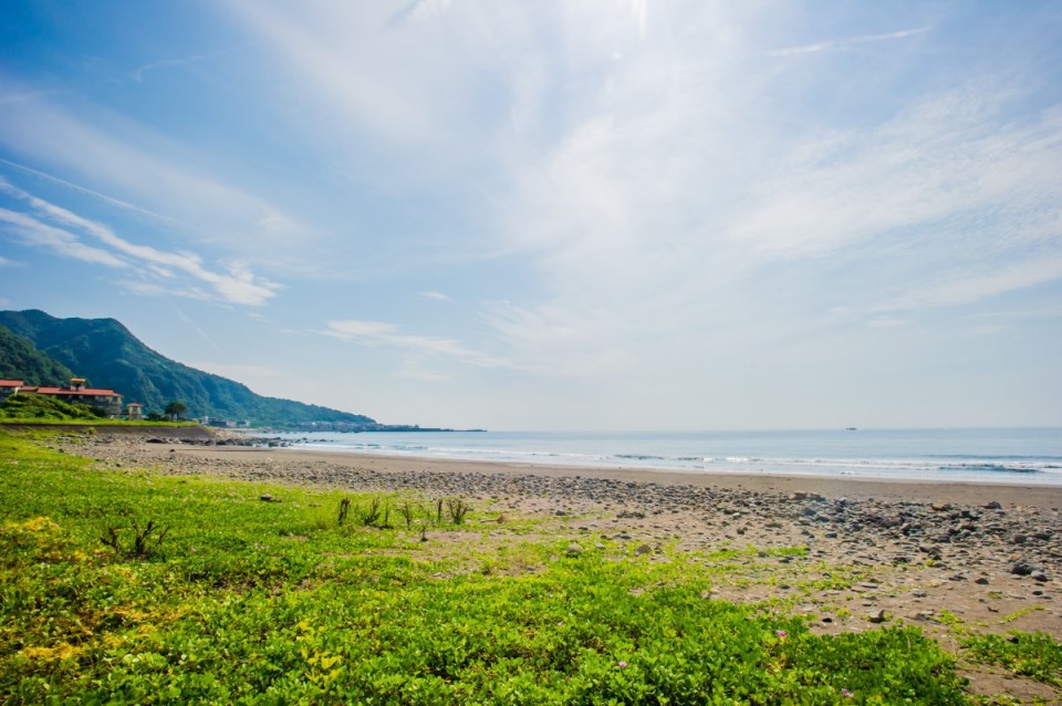 Tanaman pantai