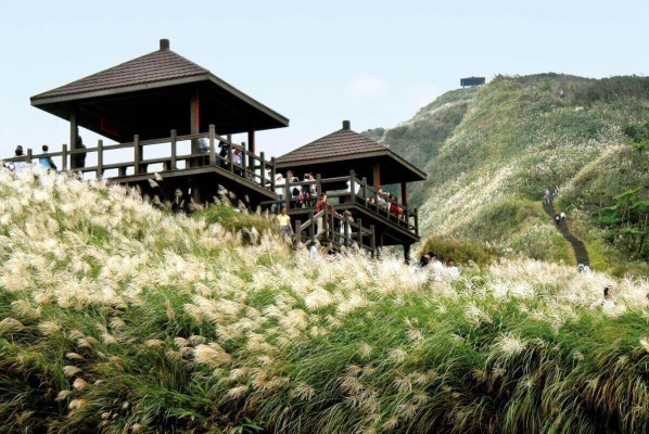 Caoling Historic Trail: The Season of Silver Grass