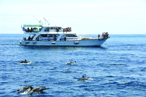 Menonton ikan paus di Pulau Kameyama