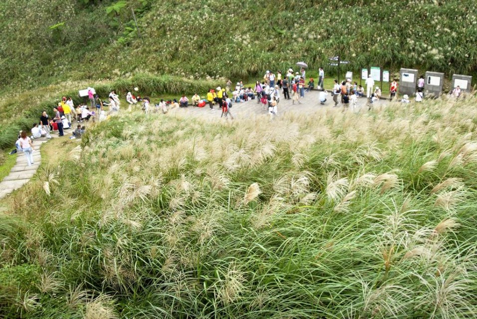 芒花季浪漫饗宴