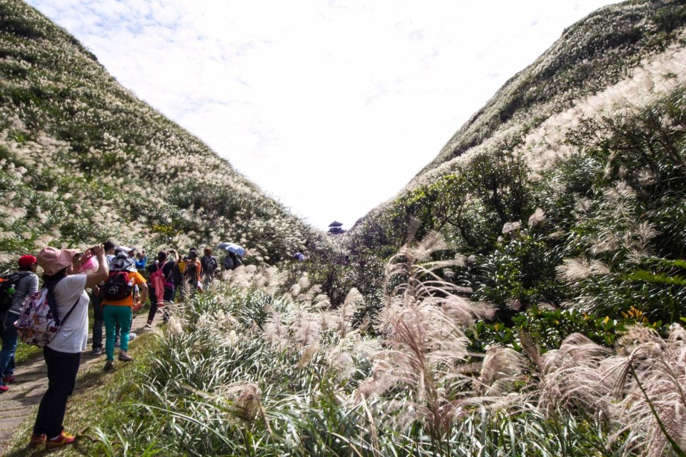 今年秋天與芒花一起詩意旅程「芒裡有閒」