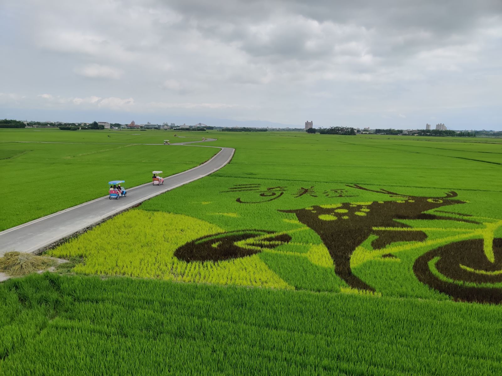 한가로이 철마를 타고 Yilan Burang Avenue의 "Sanqi Rice Path"에서 쌀 파도의 아름다운 풍경을 즐기십시오.