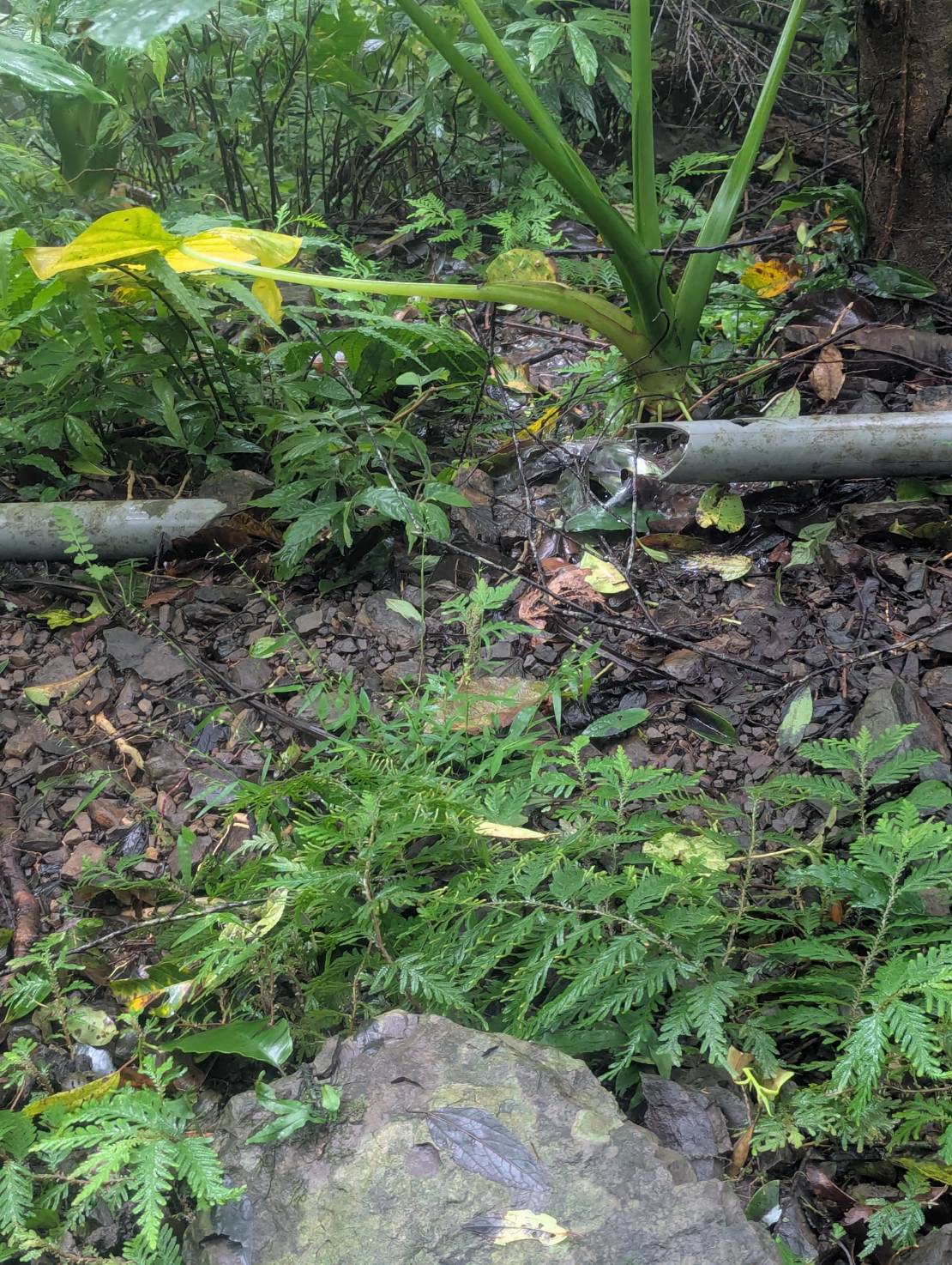 A water pipe broke in a public toilet on the Daxi Line.