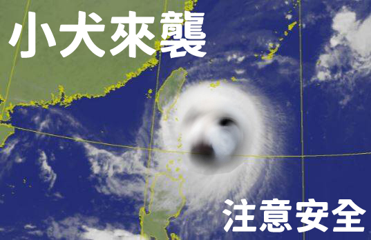 子犬台風