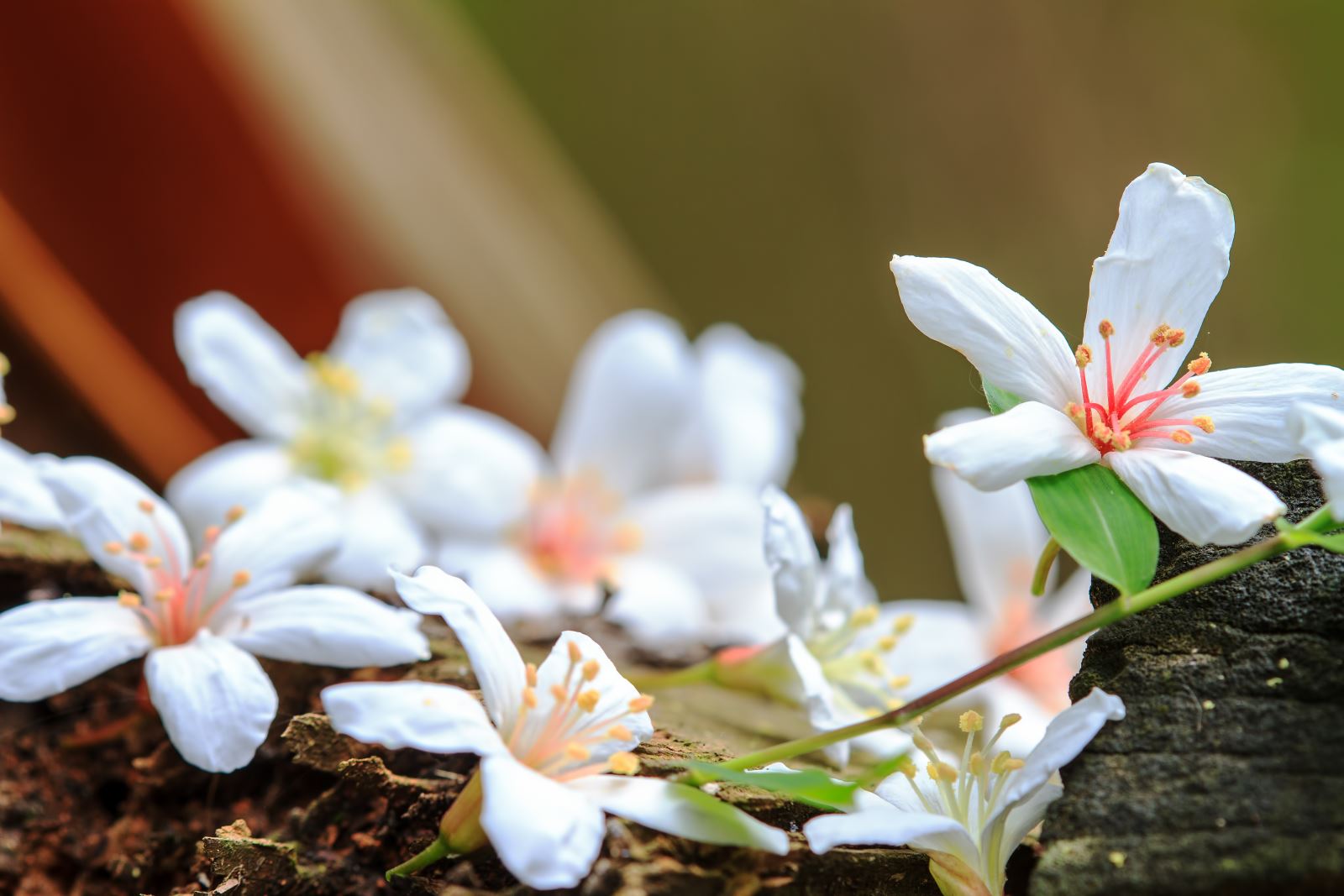 April hingga Mei bertepatan dengan mekarnya bunga tung salju Mei.