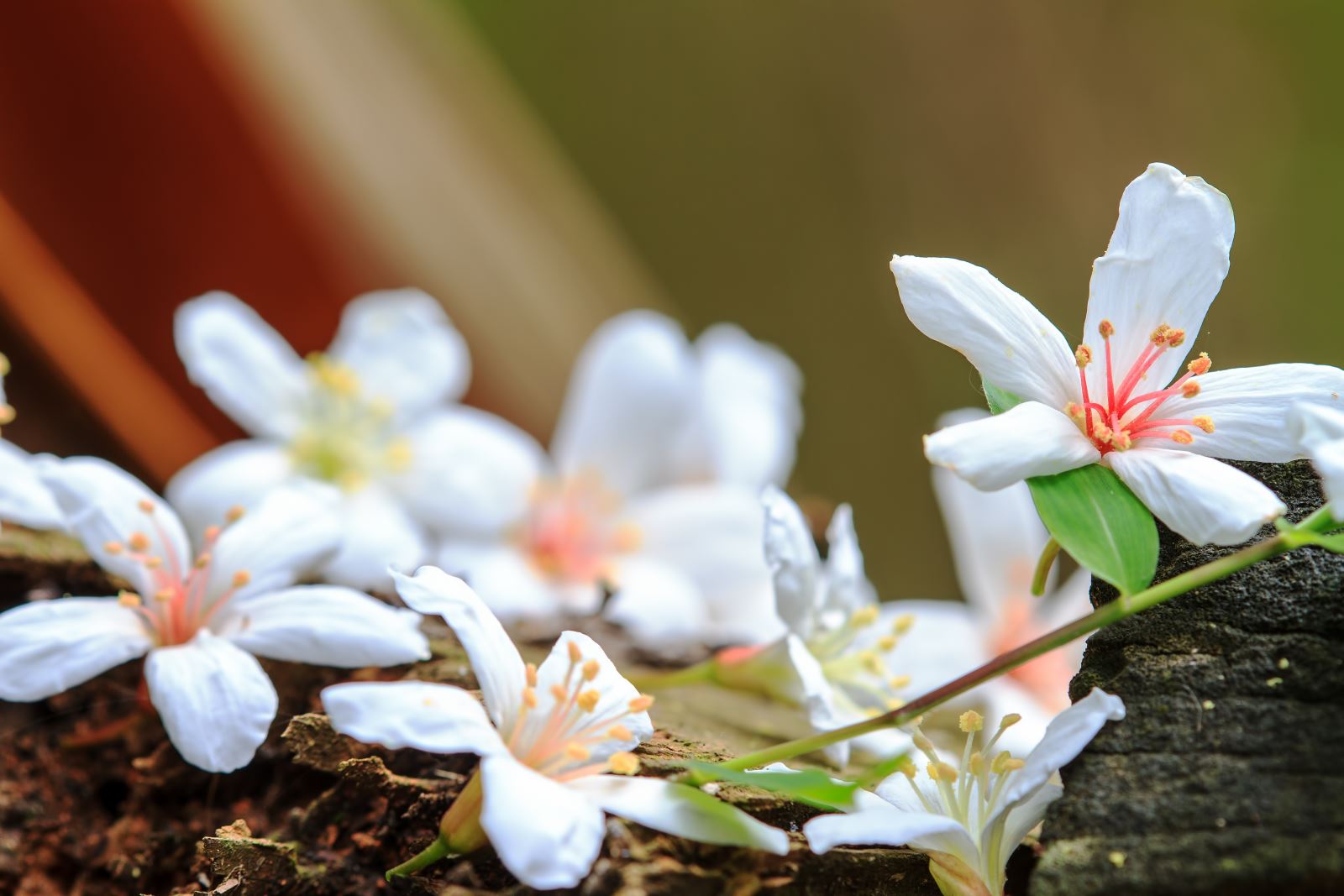 4-5月正值五月雪油桐花盛開。