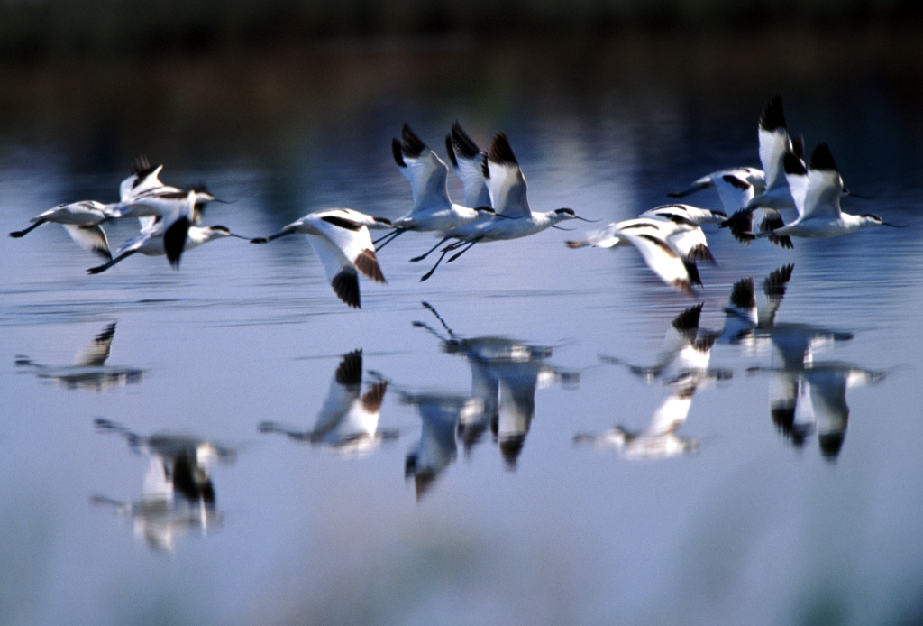 Bird Watchers Notices