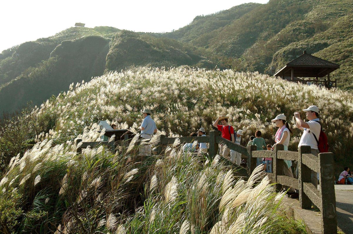 Cả cánh đồng miscanthus nghiêng ngả theo gió