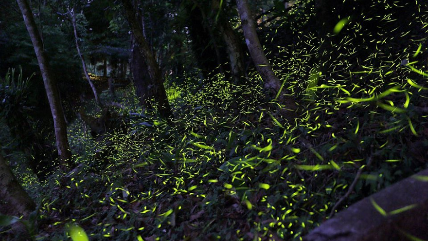 There are many excellent firefly viewing spots in the Northeast Sightseeing Circle.