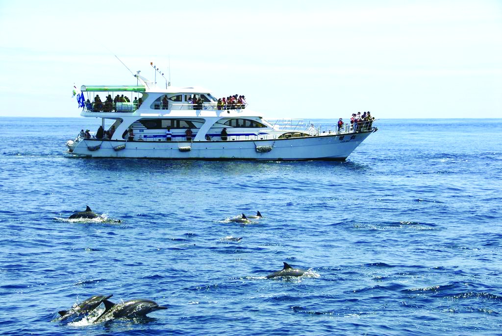 龜山島搭船賞鯨豚