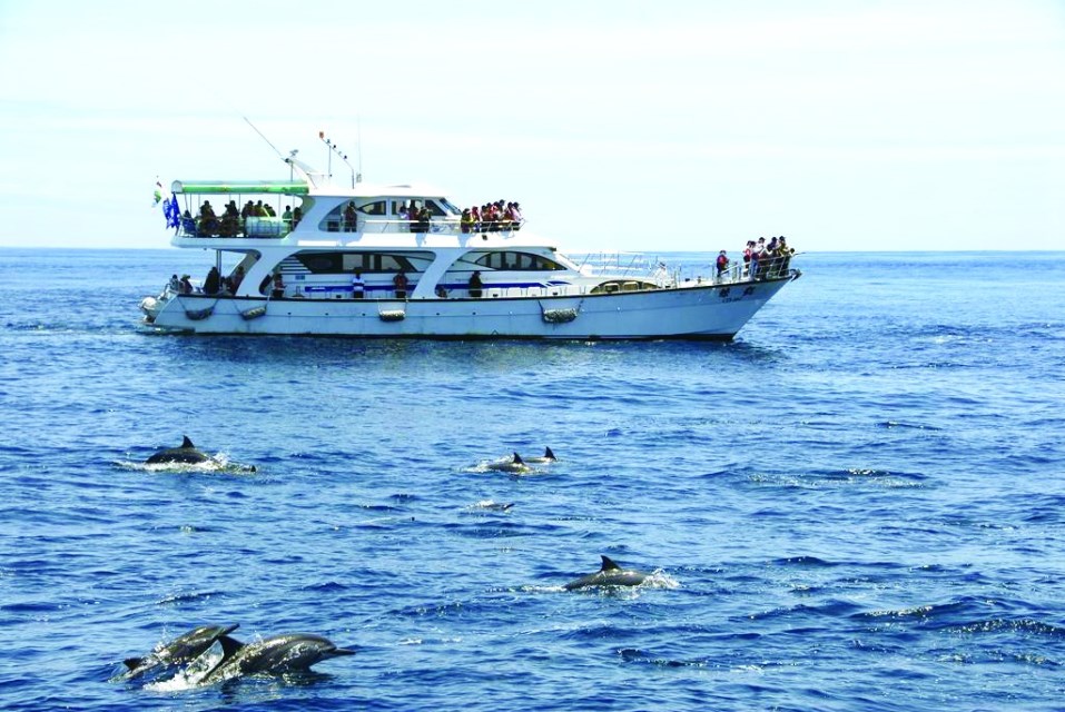 ４-9月的龜山島賞鯨豚。