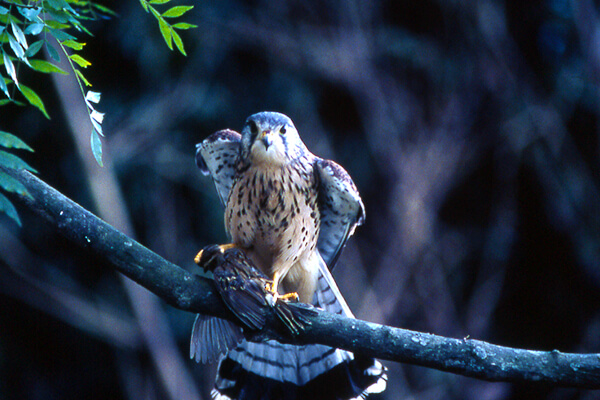 Common Kestrel