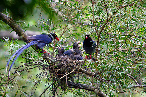 Capung Biru Taiwan