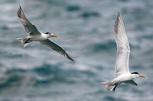 Greater Crested Tern