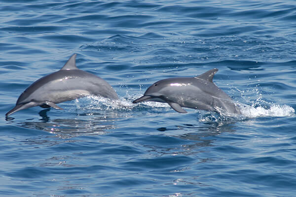 Bottlenose dolphin