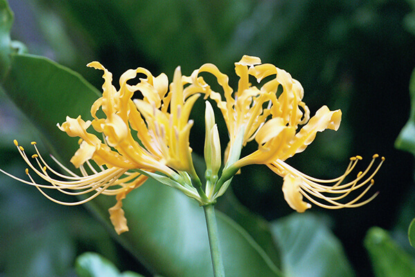 Golden Lycoris