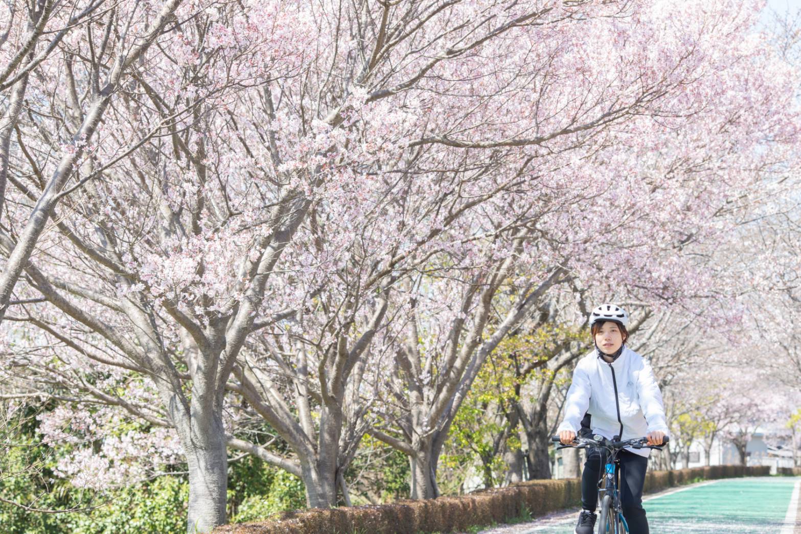 일본 이바라키현 츠쿠바의 가스미가우라 숲속 자전거 트레일