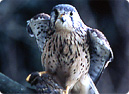 Common Kestrel