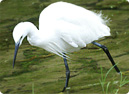 Little Egret