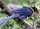 Formosan Blue Magpie