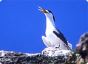 Greater Crested Tern