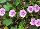 Ipomoea pescaprae