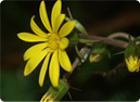 Wedelia biflora