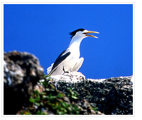 Greater Crested Tern