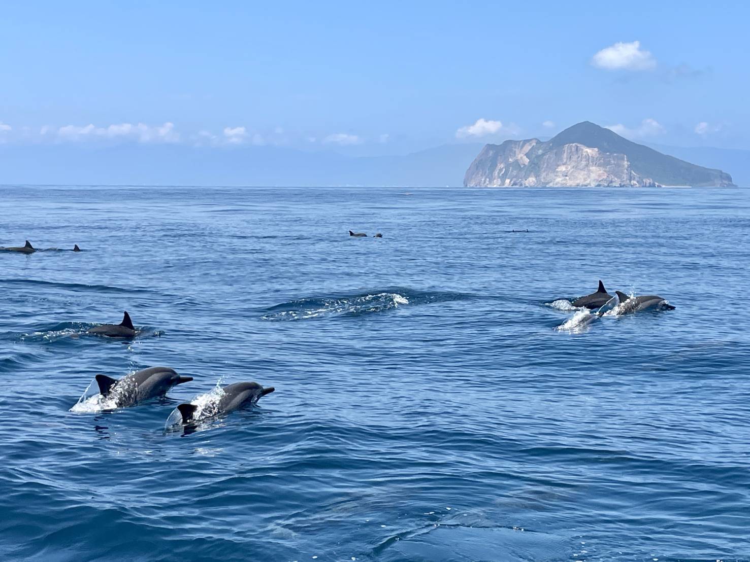 The best time to watch whales and dolphins is from April to October every year.