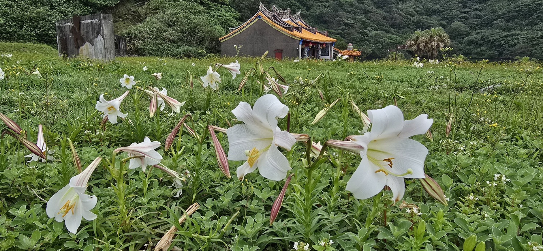 百合花