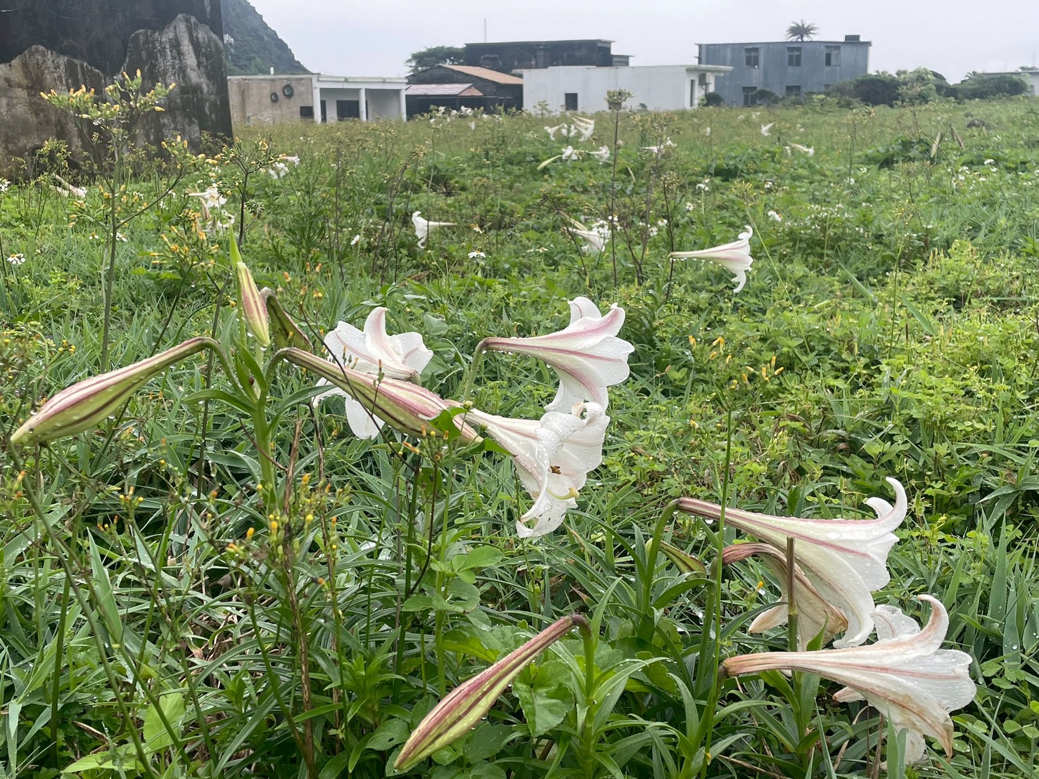 百合花