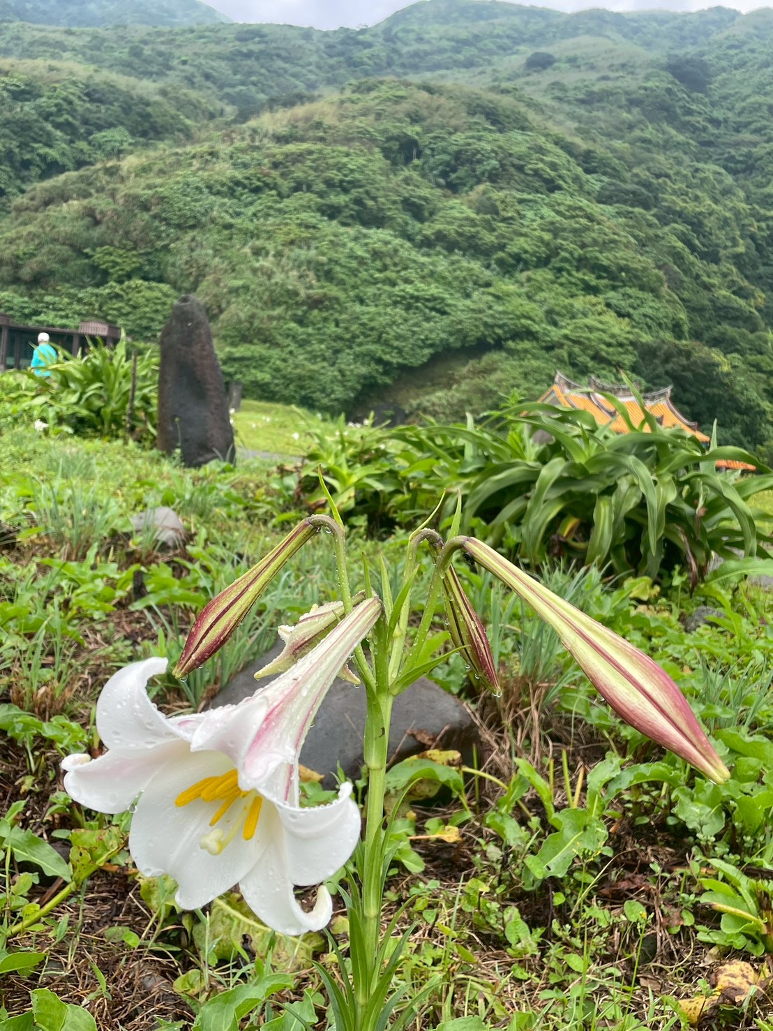 百合花