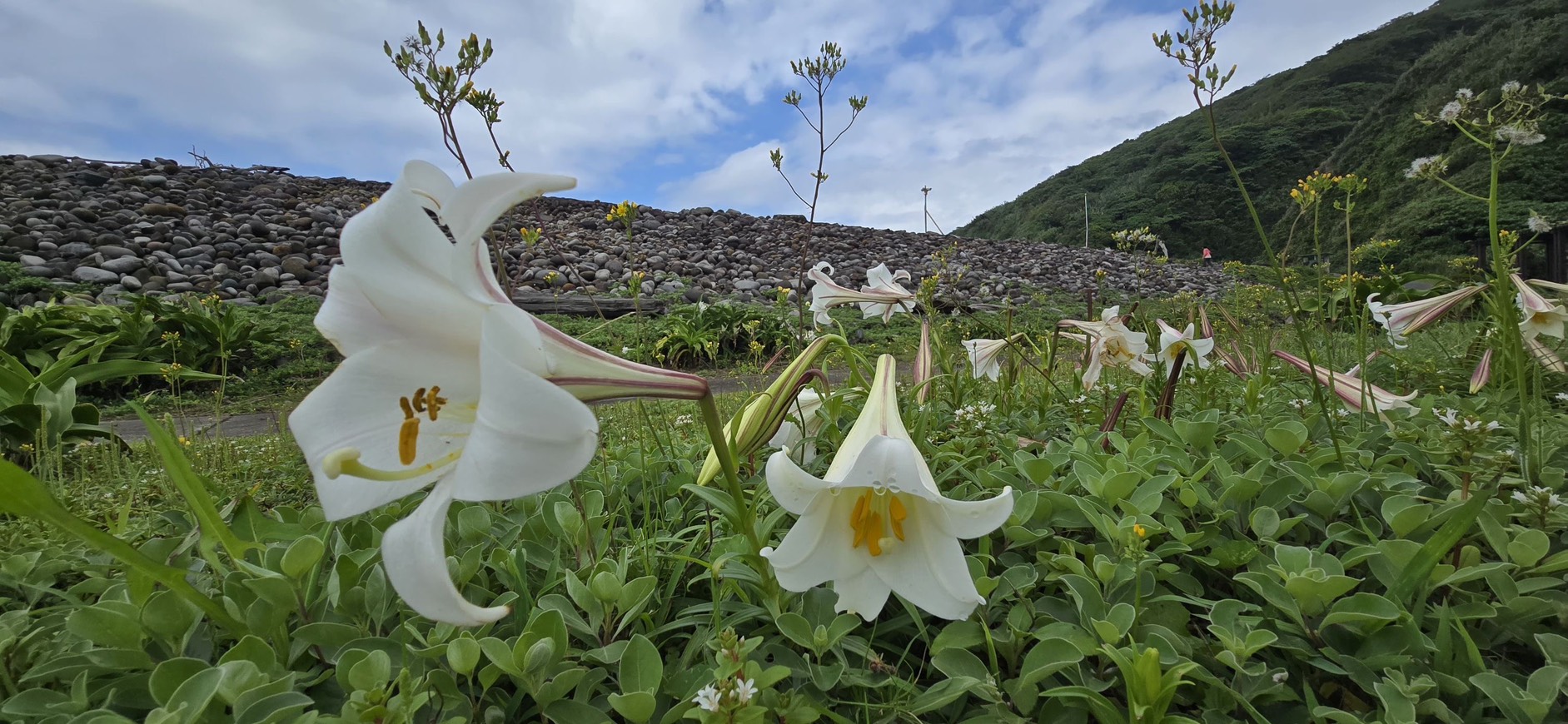 百合花