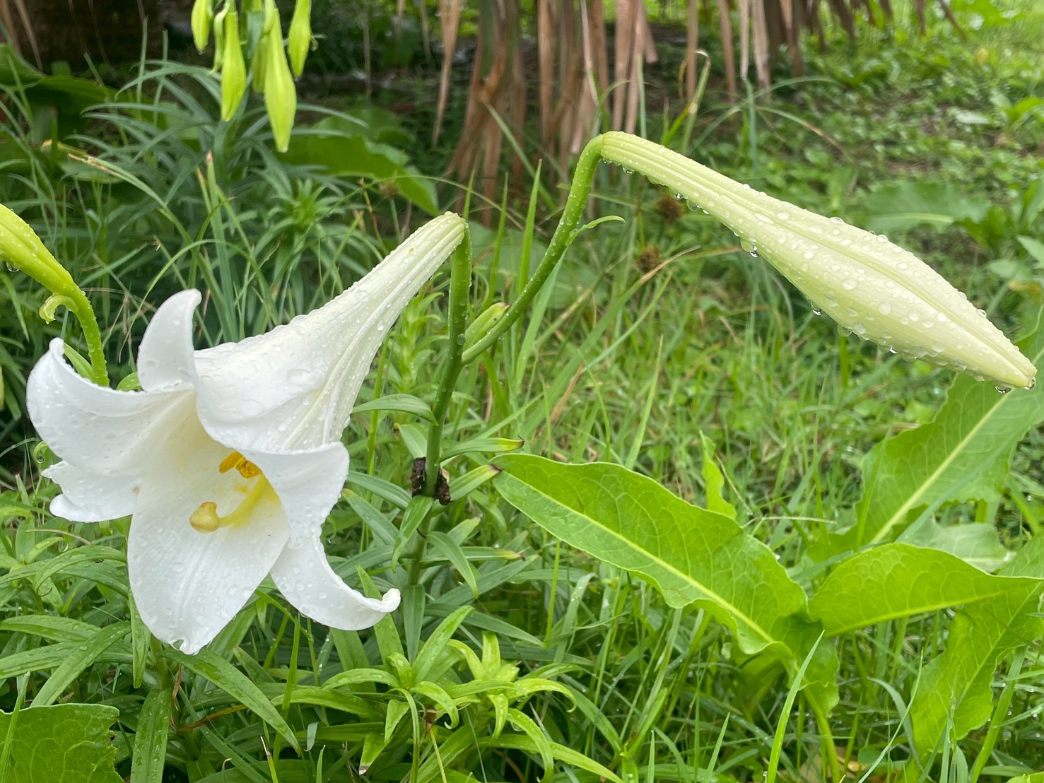 百合花