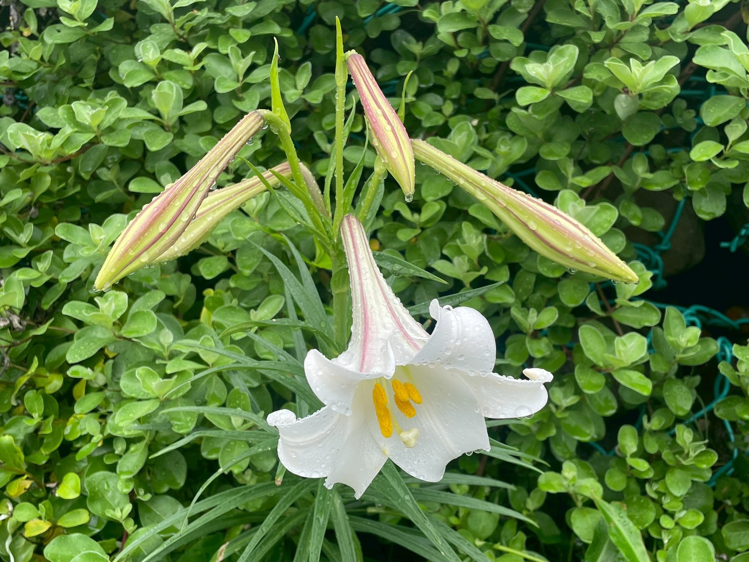 百合花