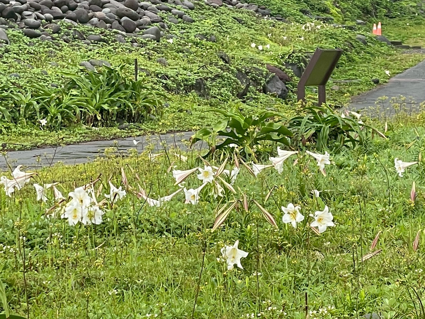 百合花