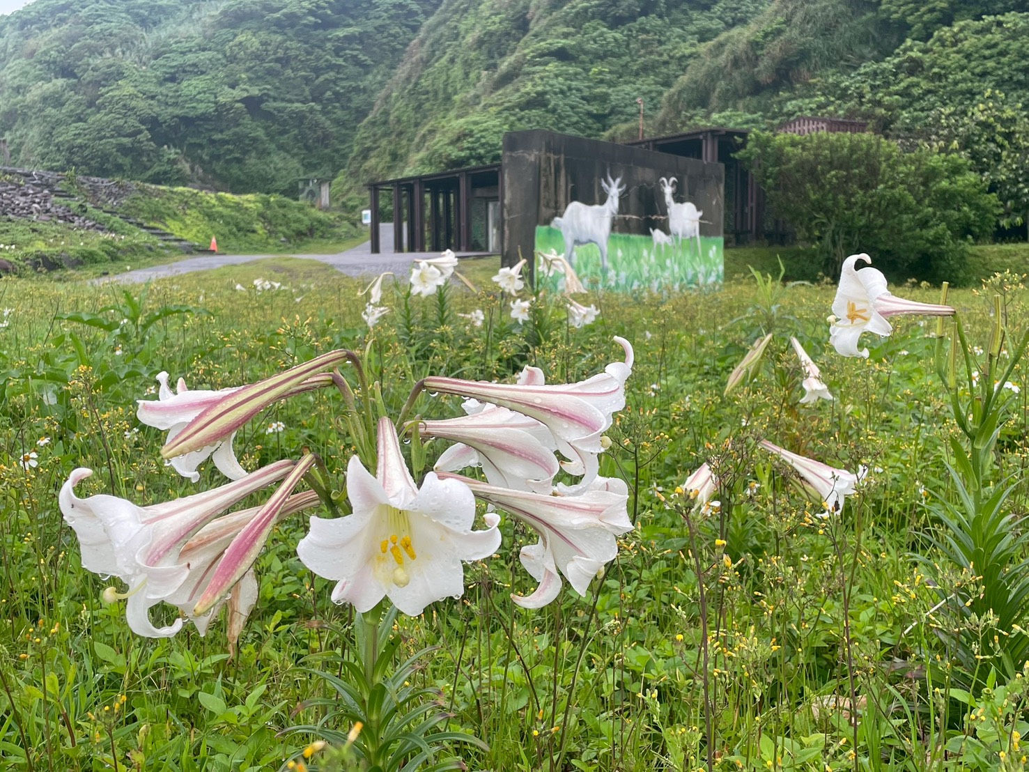 百合花