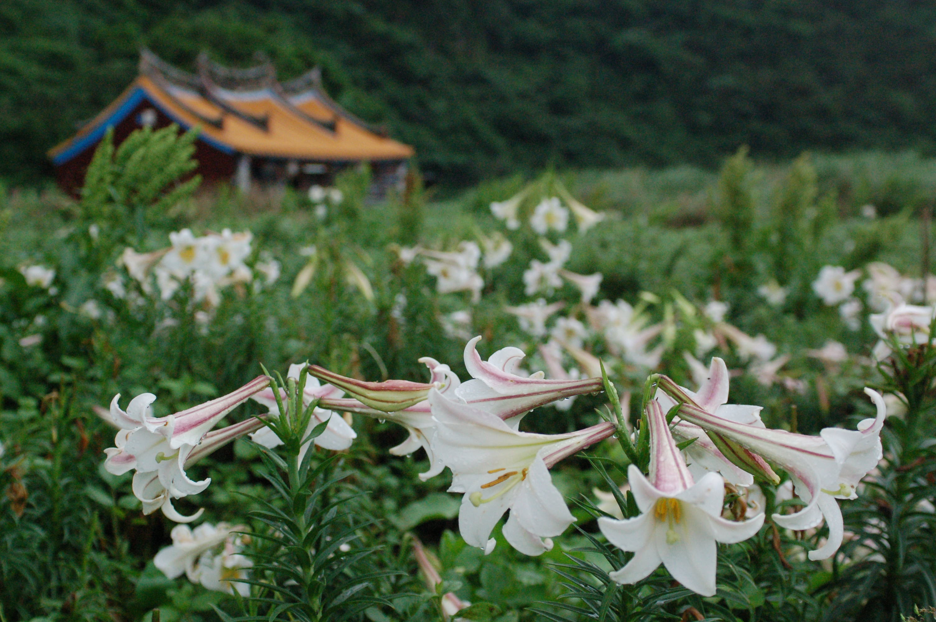 台灣百合(資料照片)